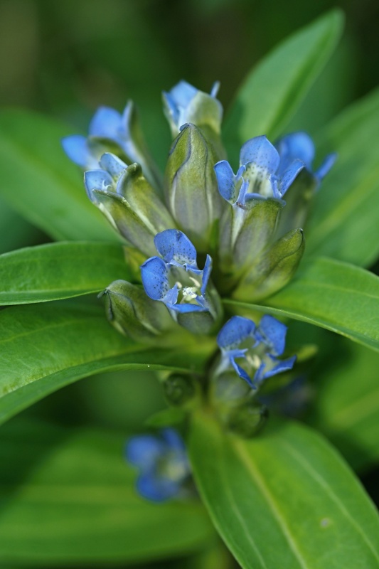 Hořec křížatý (Gentiana cruciata)