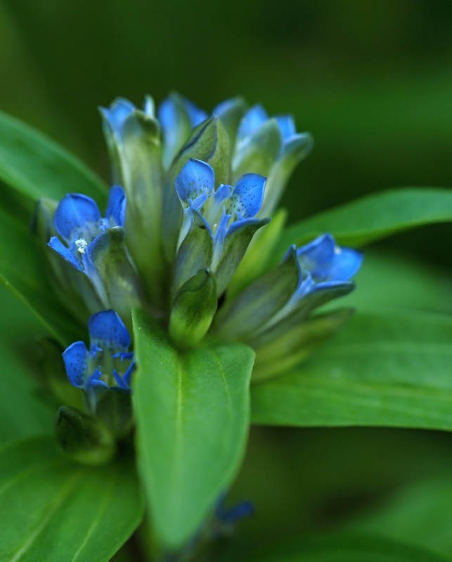 Hořec křížatý (Gentiana cruciata)