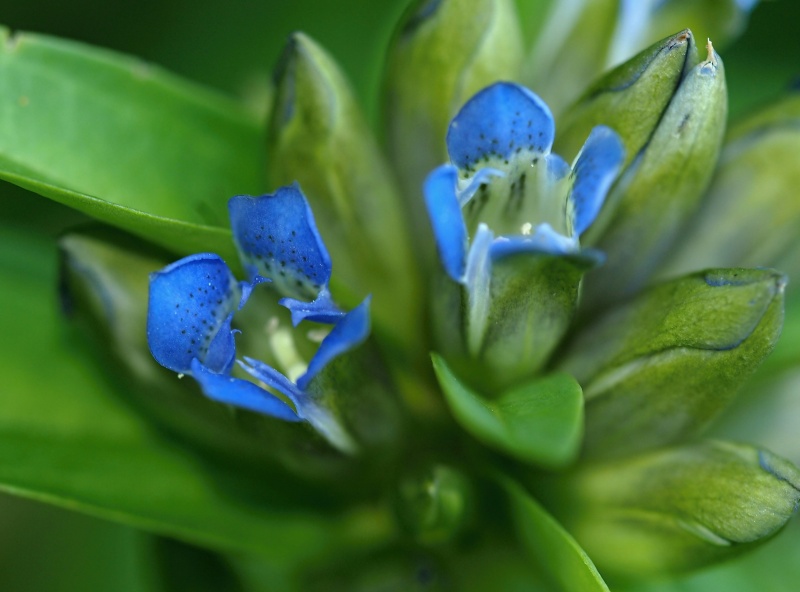 Hořec křížatý (Gentiana cruciata)