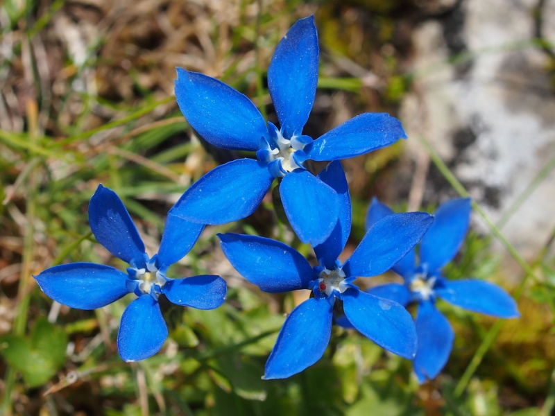 Hořec sněžný (Gentiana nivalis)