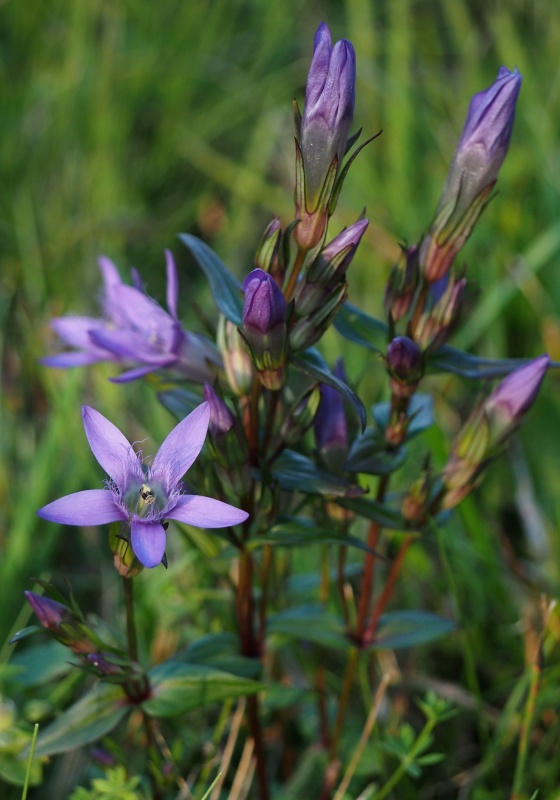 Hořeček mnohotvárný český (Gentianella praecox subsp. bohemica)