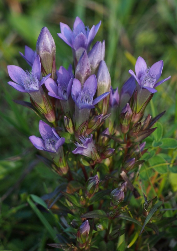 Hořeček mnohotvárný český (Gentianella praecox subsp. bohemica)