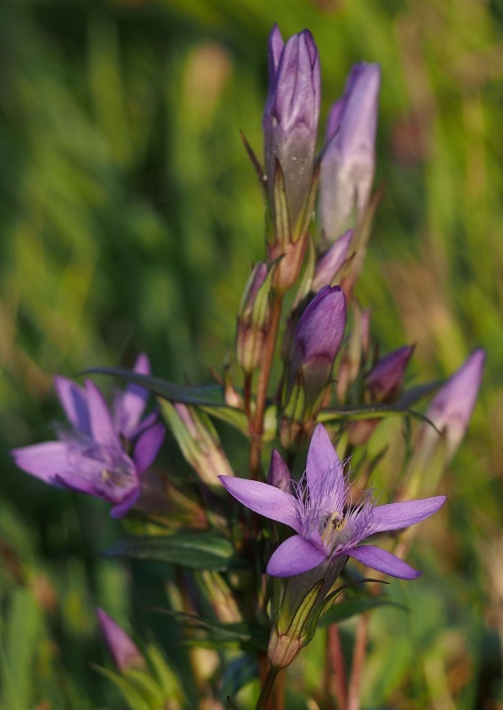 Hořeček mnohotvárný český (Gentianella praecox subsp. bohemica)