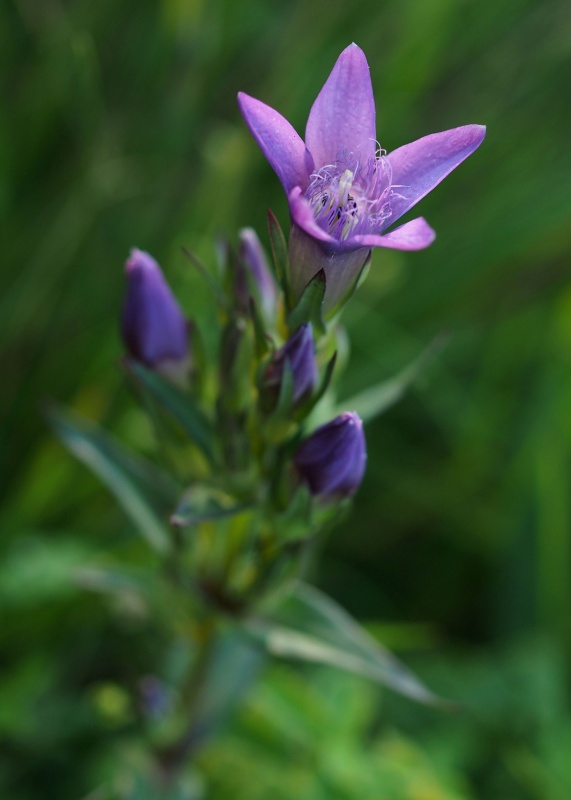 Hořeček mnohotvárný český (Gentianella praecox subsp. bohemica)