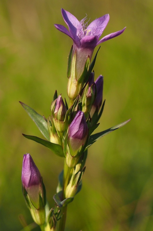 Hořeček mnohotvárný český (Gentianella praecox subsp. bohemica)