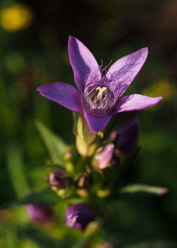 Hořeček mnohotvárný český (Gentianella praecox subsp. bohemica)