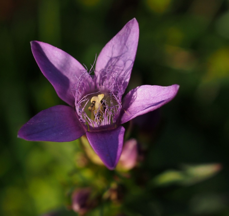Hořeček mnohotvárný český (Gentianella praecox subsp. bohemica)