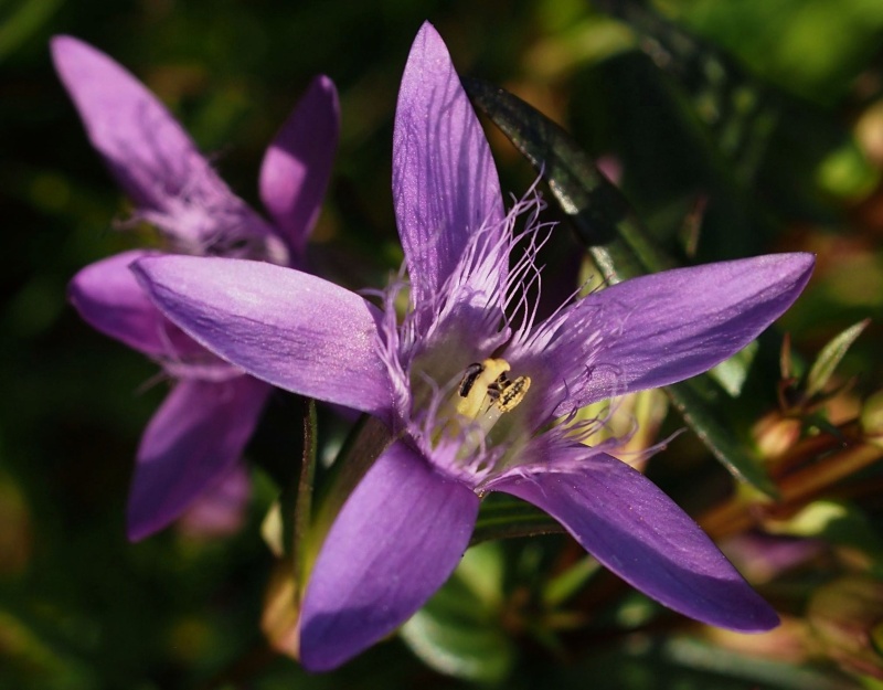 Hořeček mnohotvárný český (Gentianella praecox subsp. bohemica)