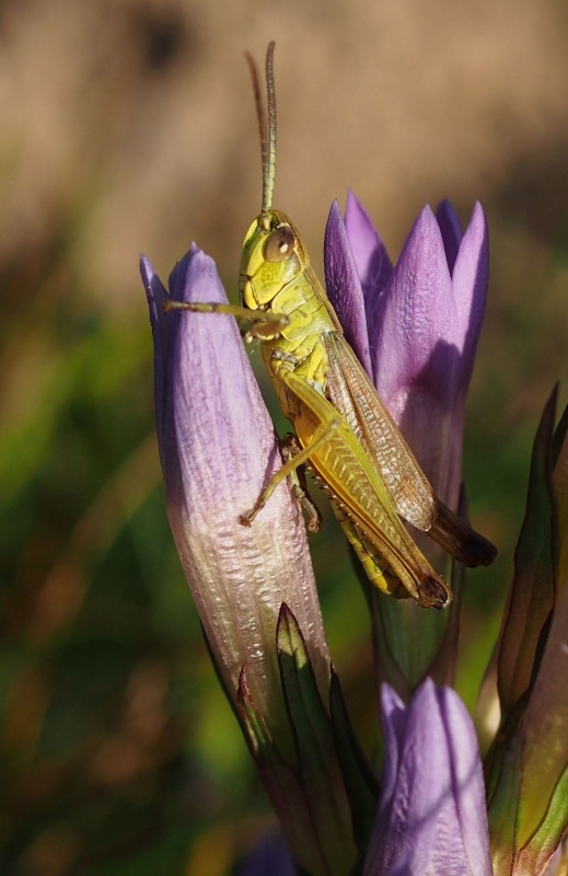 Hořeček mnohotvárný český (Gentianella praecox subsp. bohemica)
