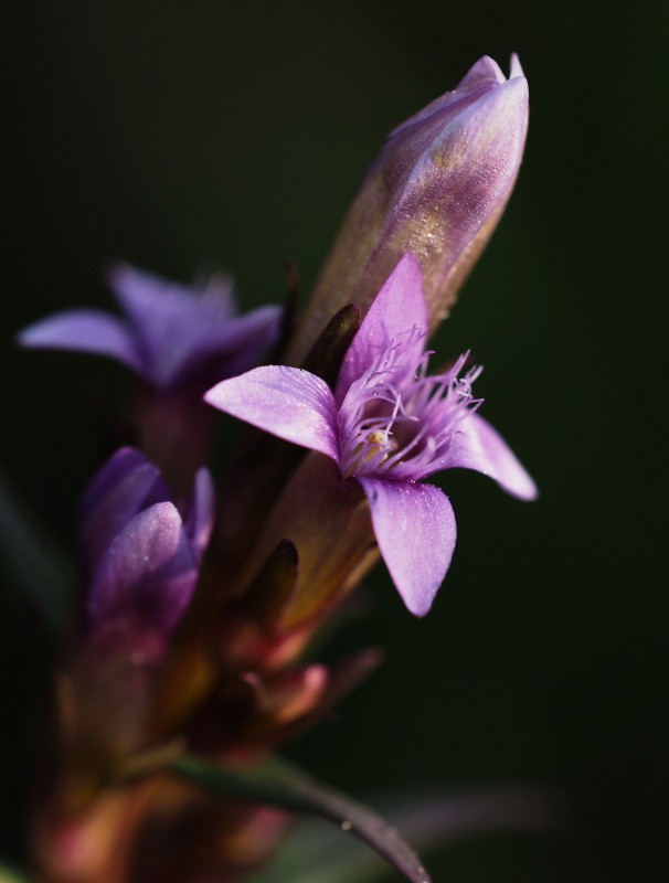 Hořeček nahořklý pravý (Gentianella amarella subsp. amarella)