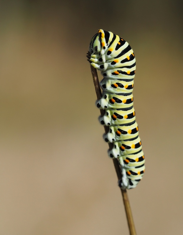 Housenka - Otakárek fenyklový (Papilio machaon)