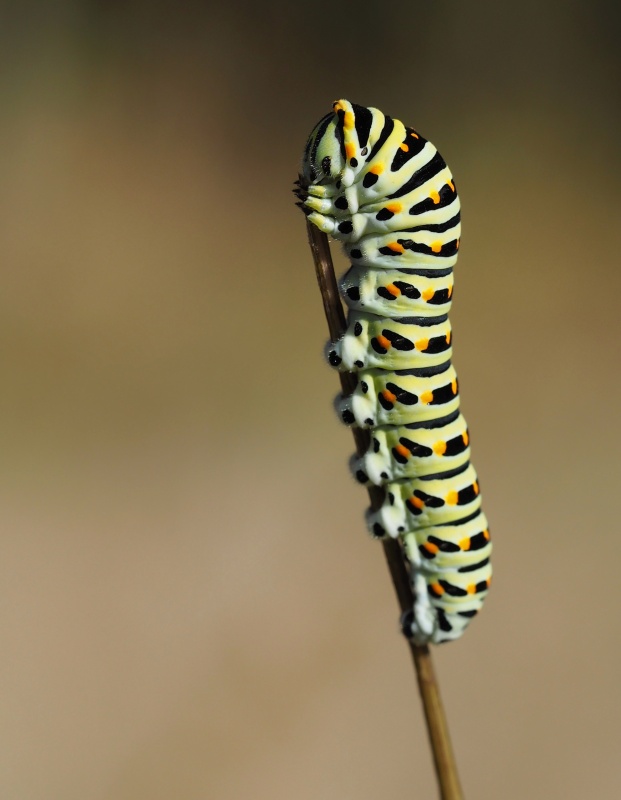 housenka Otakárka fenyklového (Papilio machaon)