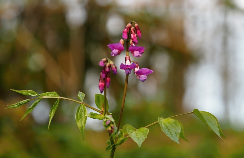 Hrachor jarní (Lathyrus vernus)