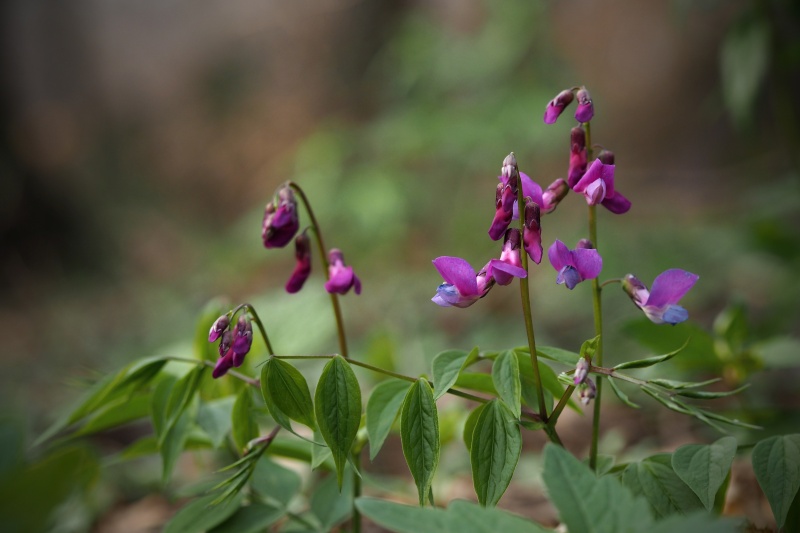 Hrachor jarní (Lathyrus vernus)