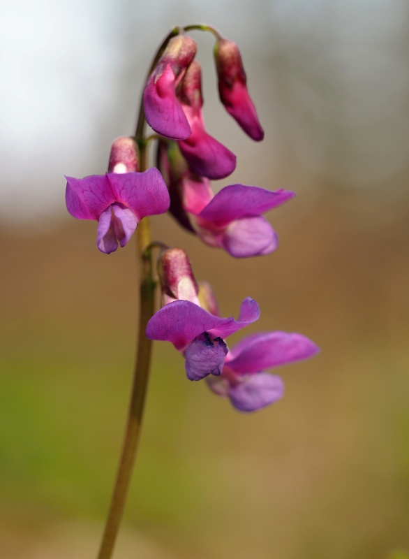 Hrachor jarní (Lathyrus vernus)