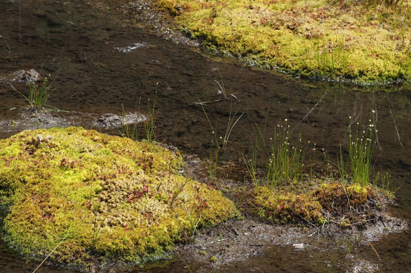 Hrotnosemenka bílá (Rhynchospora alba)