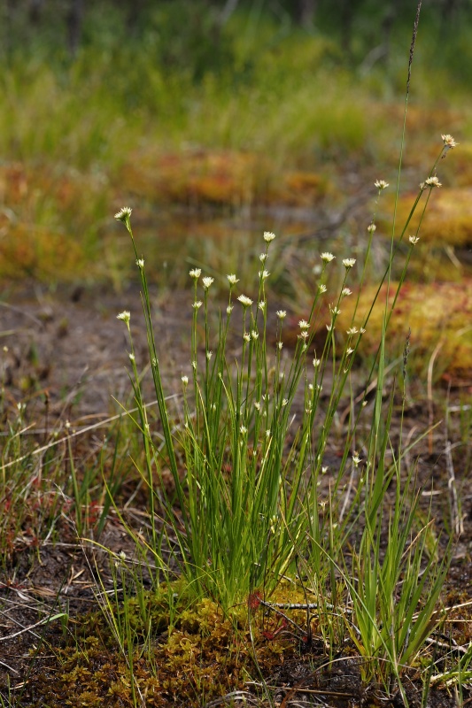 Hrotnosemenka bílá (Rhynchospora alba)