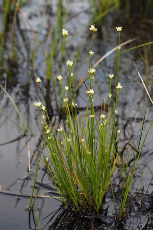Hrotnosemenka bílá (Rhynchospora alba)