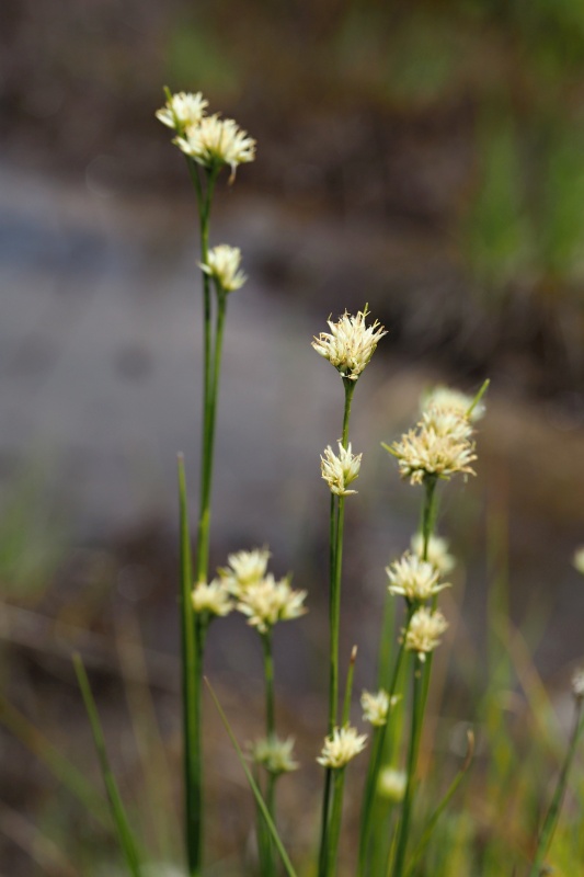Hrotnosemenka bílá (Rhynchospora alba)