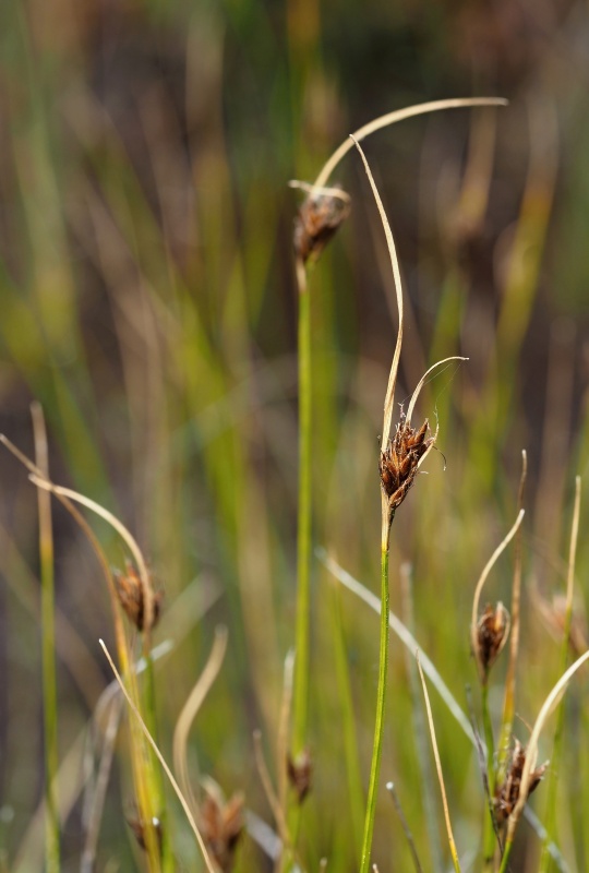 Hrotnosemenka hnědá (Rhynchospora fusca)
