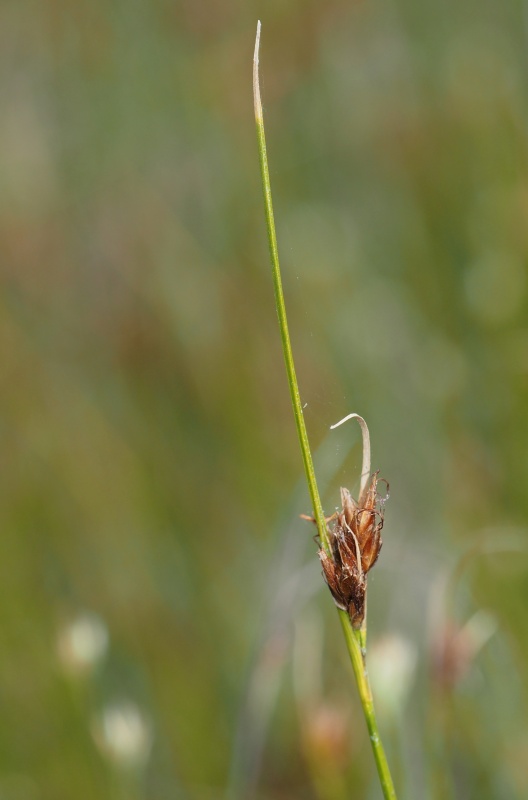 Hrotnosemenka hnědá (Rhynchospora fusca)