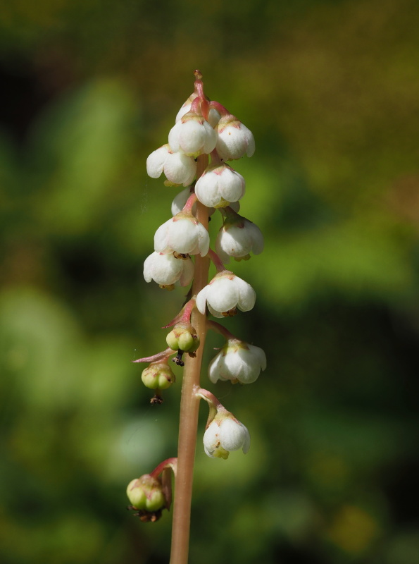 Hruštička menší (Pyrola minor)