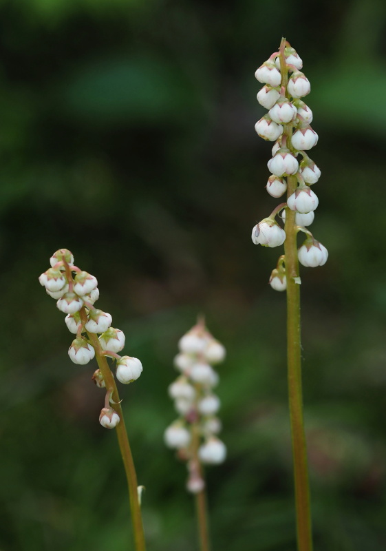 Hruštička menší (Pyrola minor)