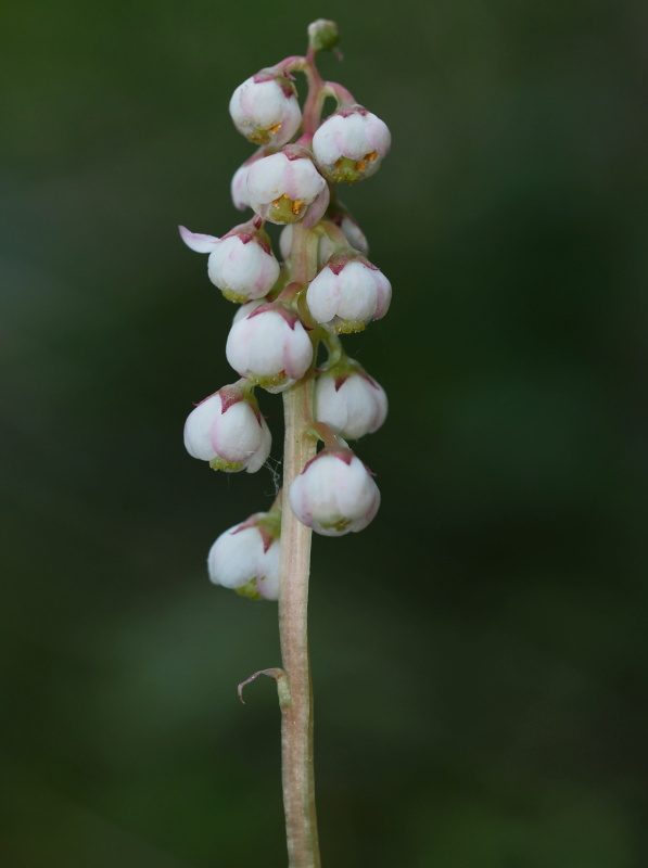 Hruštička menší (Pyrola minor)