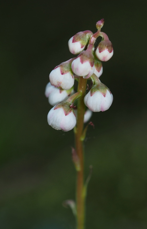 Hruštička menší (Pyrola minor)