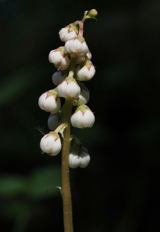 Hruštička menší (Pyrola minor)