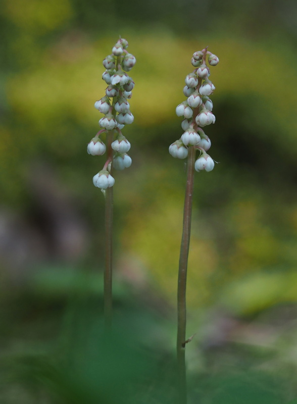 Hruštička menší (Pyrola minor)