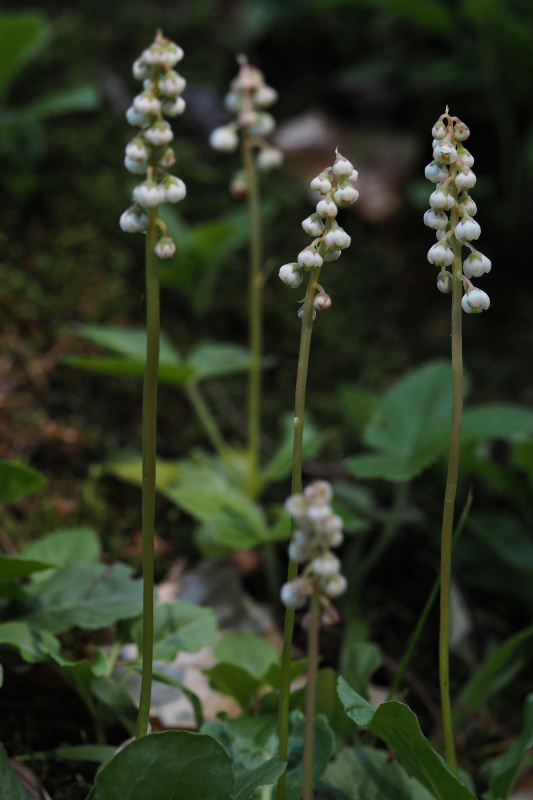 Hruštička menší (Pyrola minor)