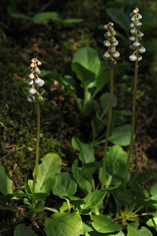 Hruštička menší (Pyrola minor)