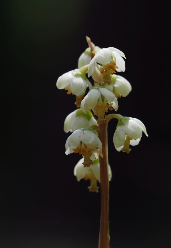 Hruštička zelenokvětá (Pyrola chlorantha)