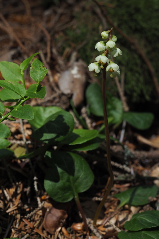 Hruštička zelenokvětá (Pyrola chlorantha)