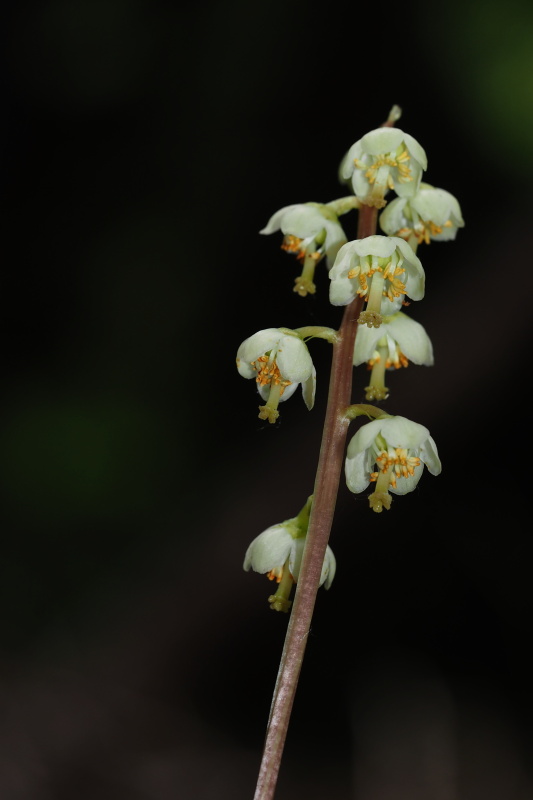 Hruštička zelenokvětá (Pyrola chlorantha)
