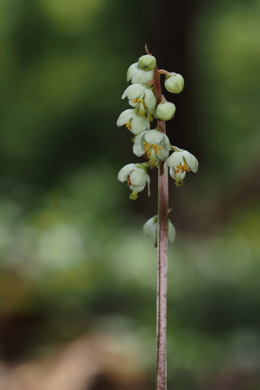 Hruštička zelenokvětá (Pyrola chlorantha)