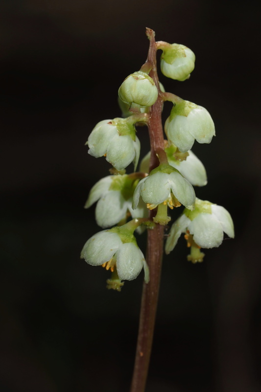 Hruštička zelenokvětá (Pyrola chlorantha)
