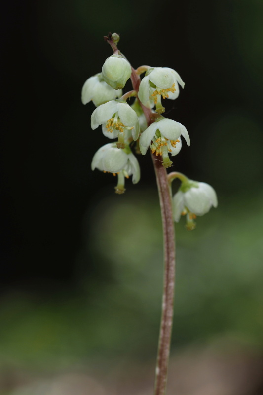 Hruštička zelenokvětá (Pyrola chlorantha)