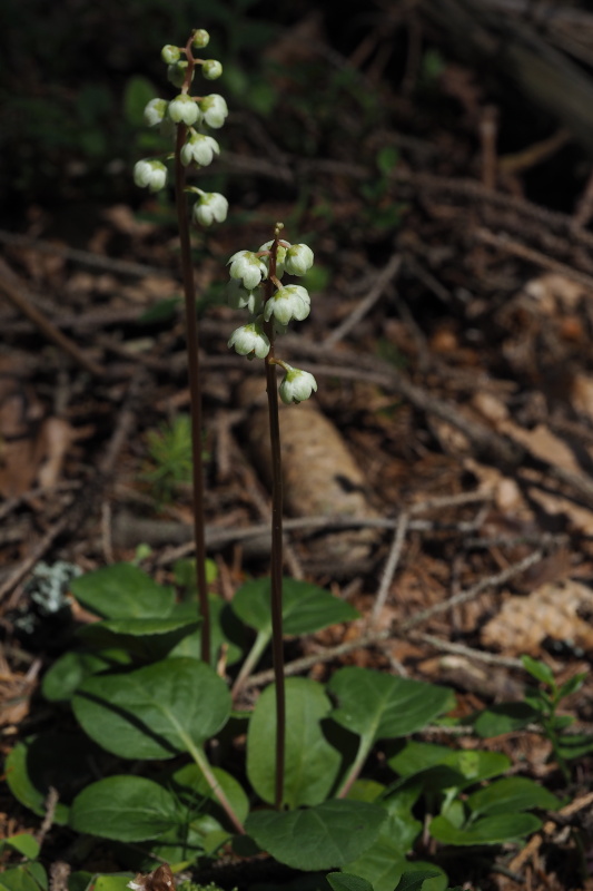 Hruštička zelenokvětá (Pyrola chlorantha)