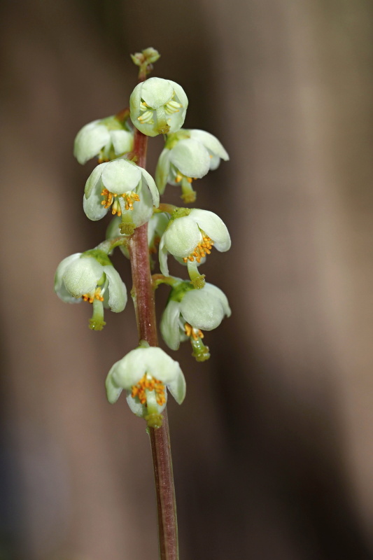 Hruštička zelenokvětá (Pyrola chlorantha)