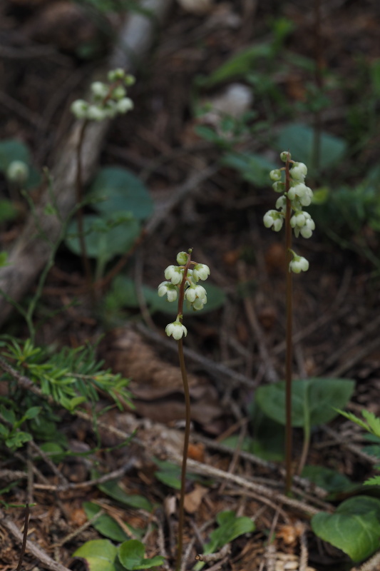 Hruštička zelenokvětá (Pyrola chlorantha)