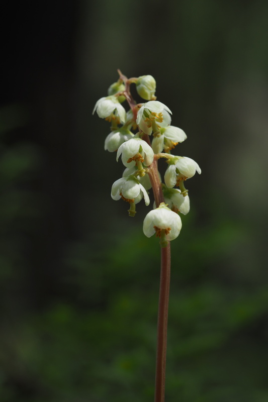 Hruštička zelenokvětá (Pyrola chlorantha)