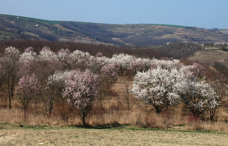 Hustopečské mandloně