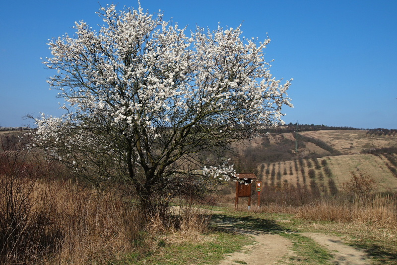 Hustopečské mandloně