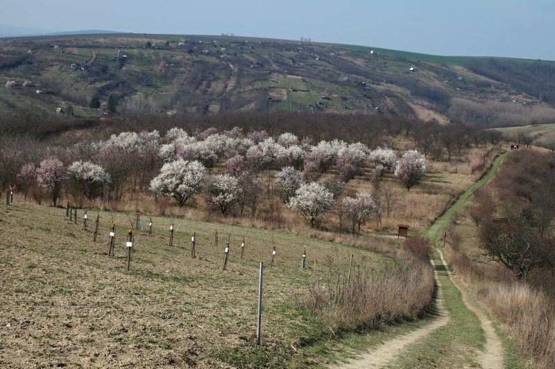 Hustopečské mandloně