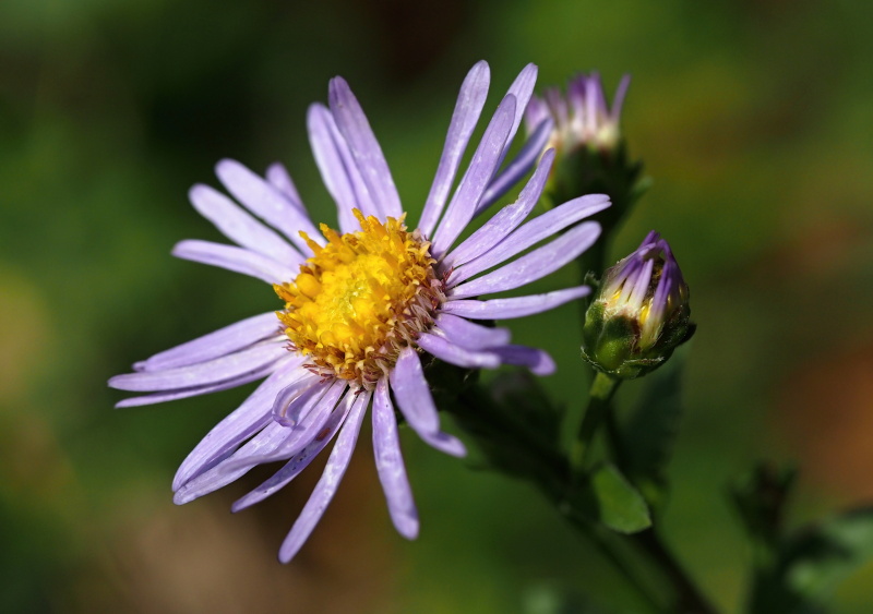 Hvězdnice chlumní (Aster amellus)