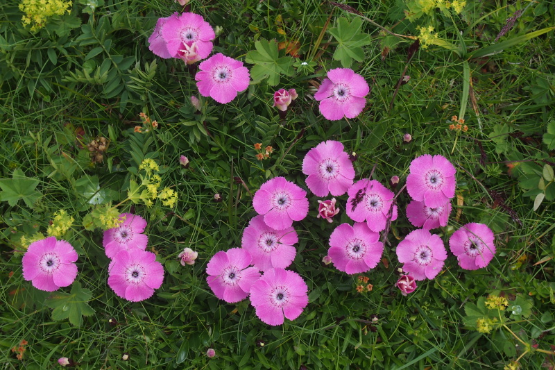 Hvozdík alpínský (Dianthus alpinus)