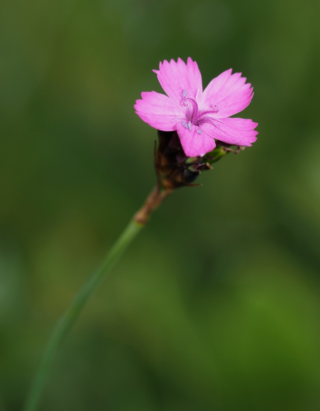 Hvozdík kartouzek (Dianthus carthusianorum)