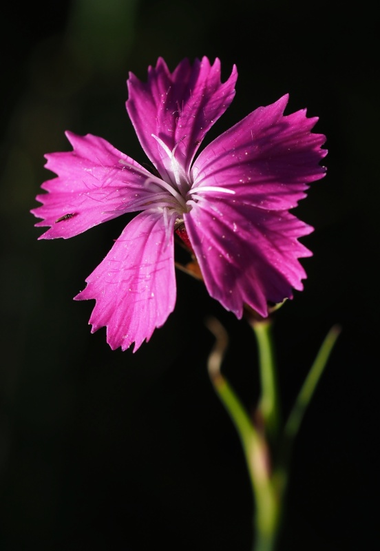 Hvozdík kartouzek(Dianthus carthusianorum) 